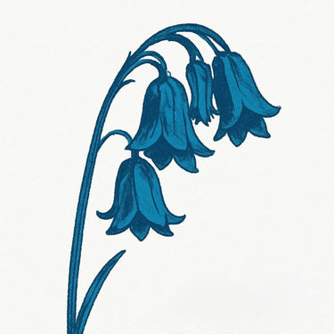 Bluebells - This Is The Bluebells