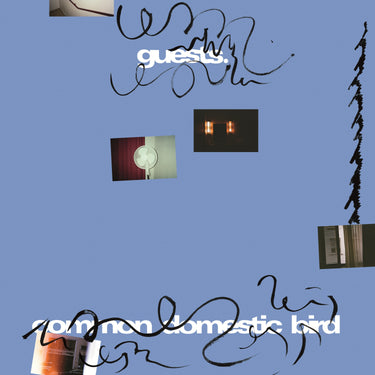 Guests - Common Domestic Bird