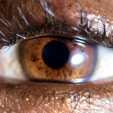 Evadney - It’s Dreaming