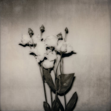 Bethia Beadman - Kitten Feel