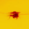 Radioactive Yellow/Black LP