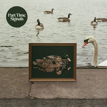 Part Time Signals - Ducks Back, Baby